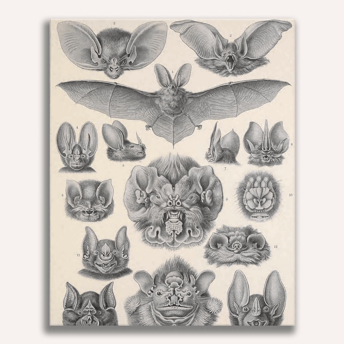 Chiroptera by Ernst Haeckel