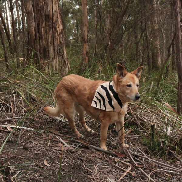 Tasmanian Tiger Bandana - Brown