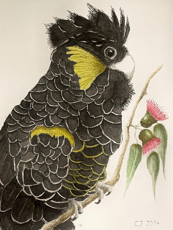 "Yanggai" Black Cockatoo - Original Art Greeting Card
