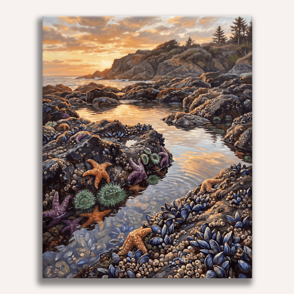 Tide Pools