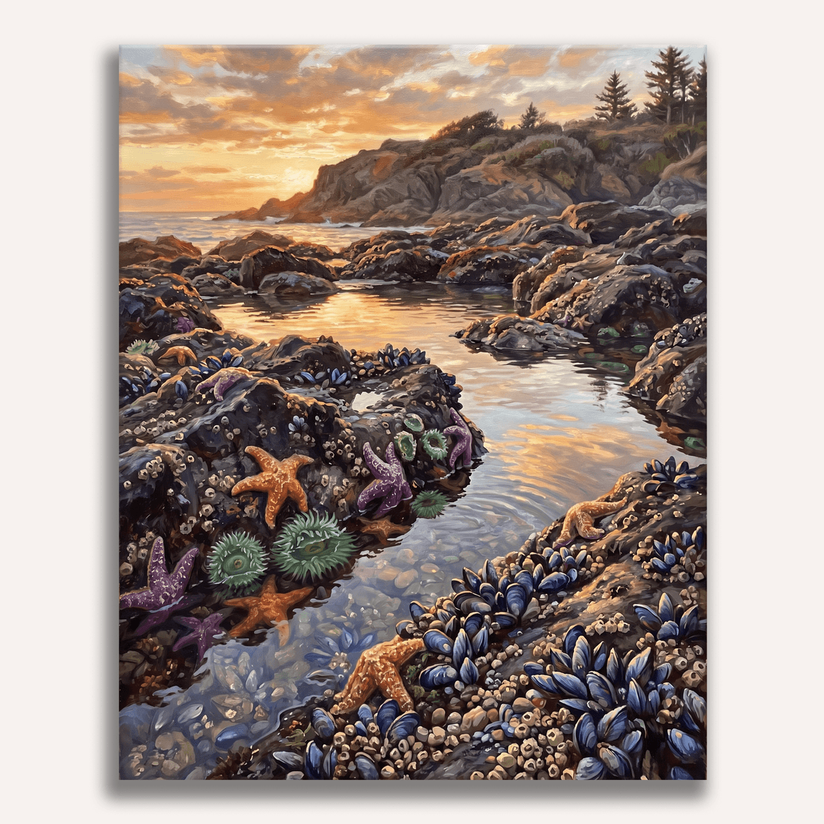 Tide Pools